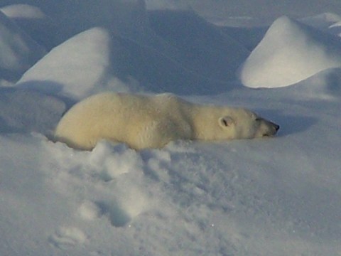 Slapende ijsbeer op het pakijs