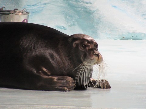 Troms Polaria, zeehonden voederen